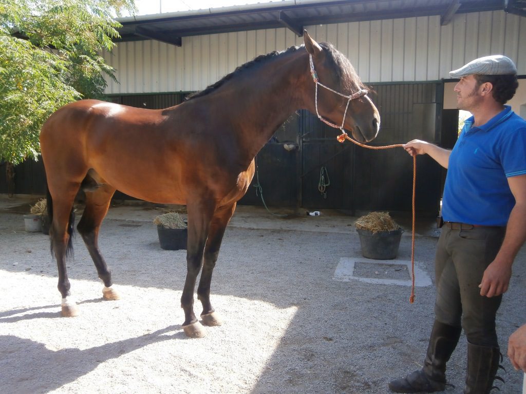 Alfonso en el patio de caballerizas con uno de sus ejemplares