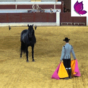 caballotoro