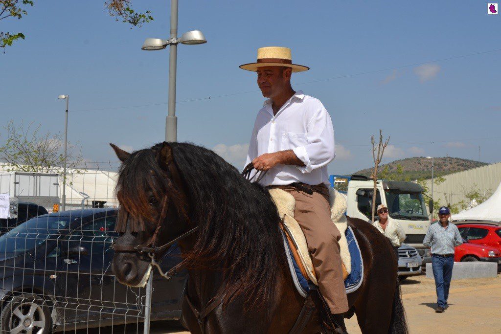 CABALLOS13