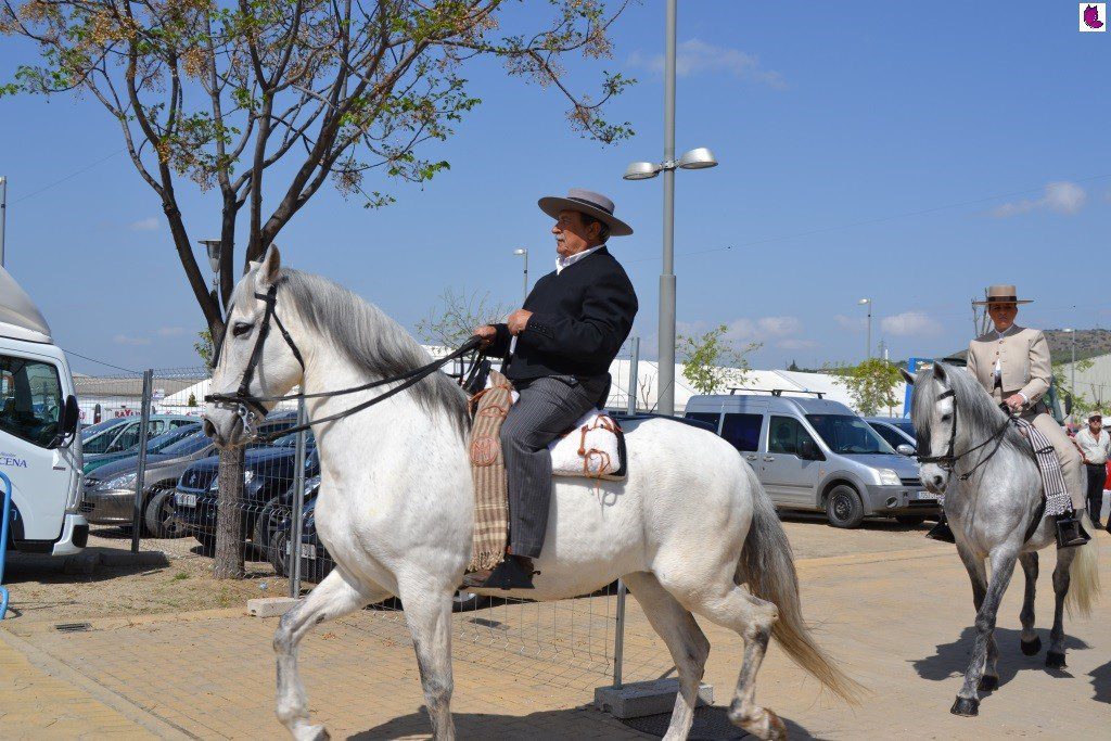 CABALLOS8