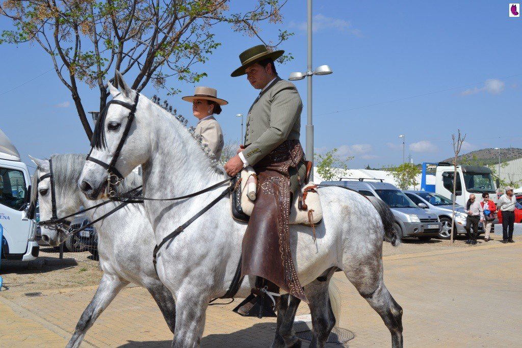 CABALLOS9