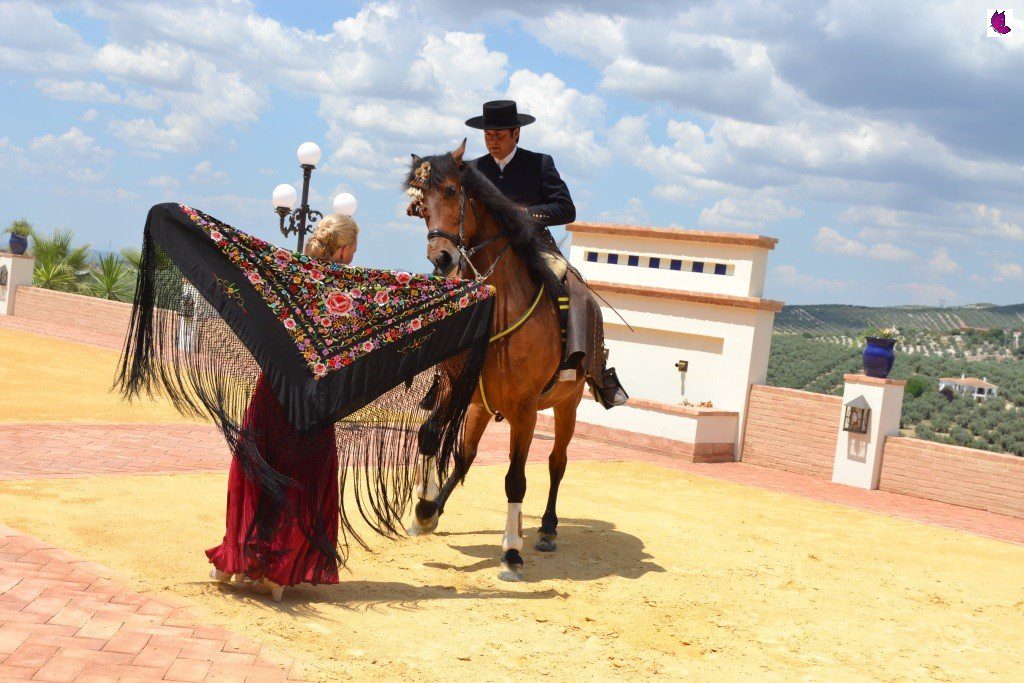 CABALLO5