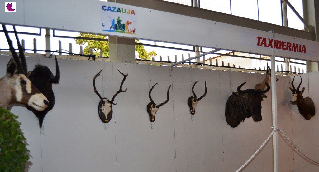 cazauja 13