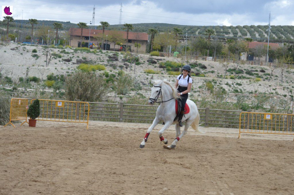 CABALLOS 19