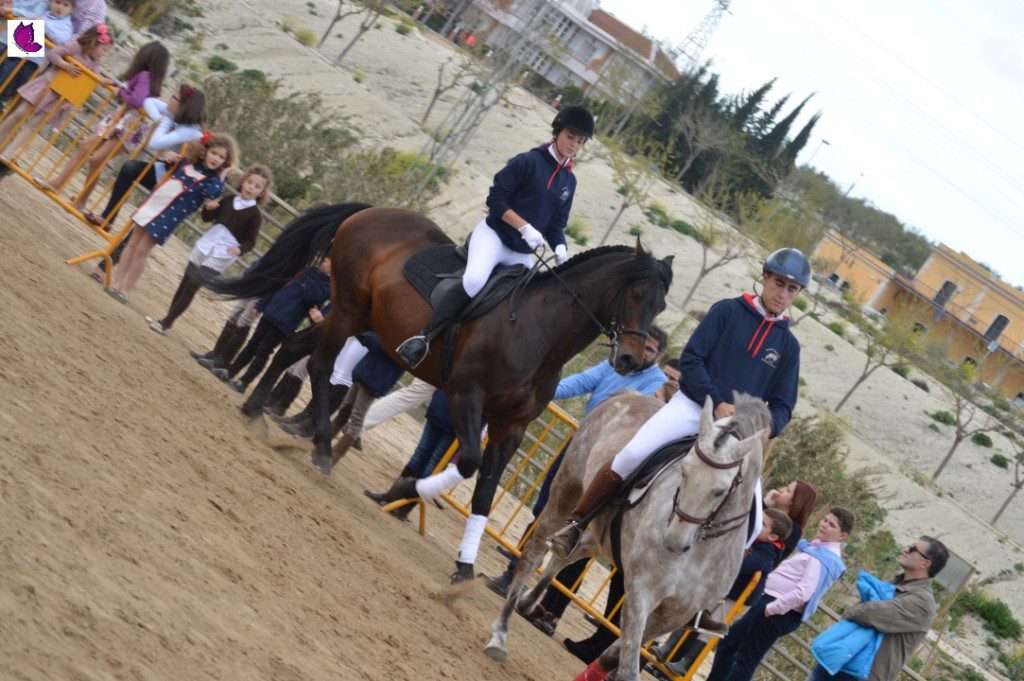 CABALLOS 26