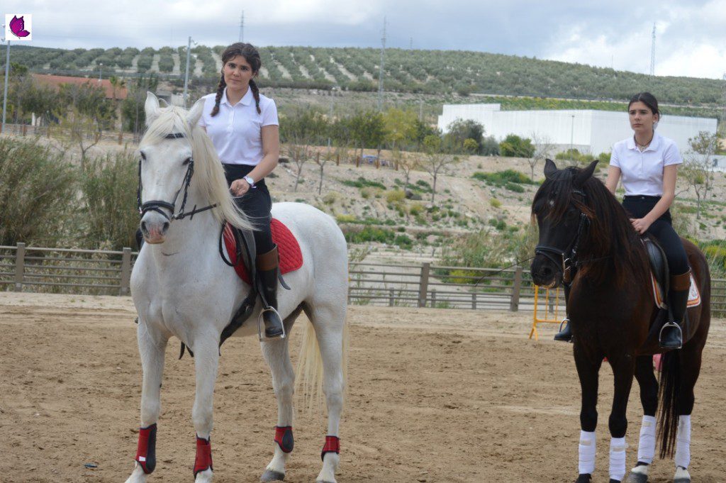 CABALLOS 4