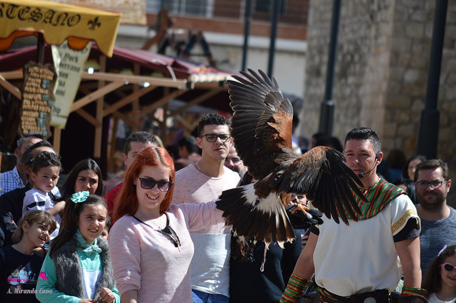 AVES 6