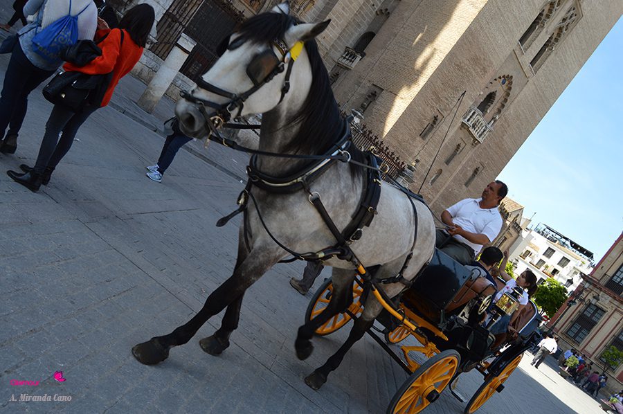 sevilla 38
