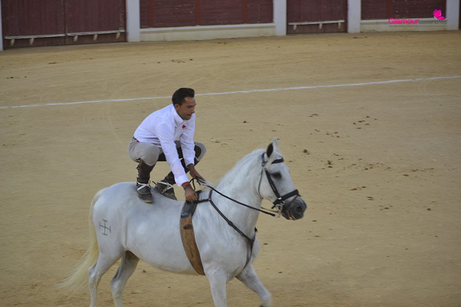 caballos 1