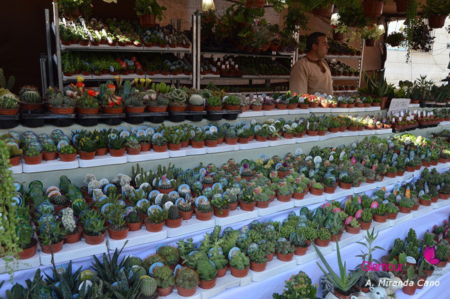 mercado 6