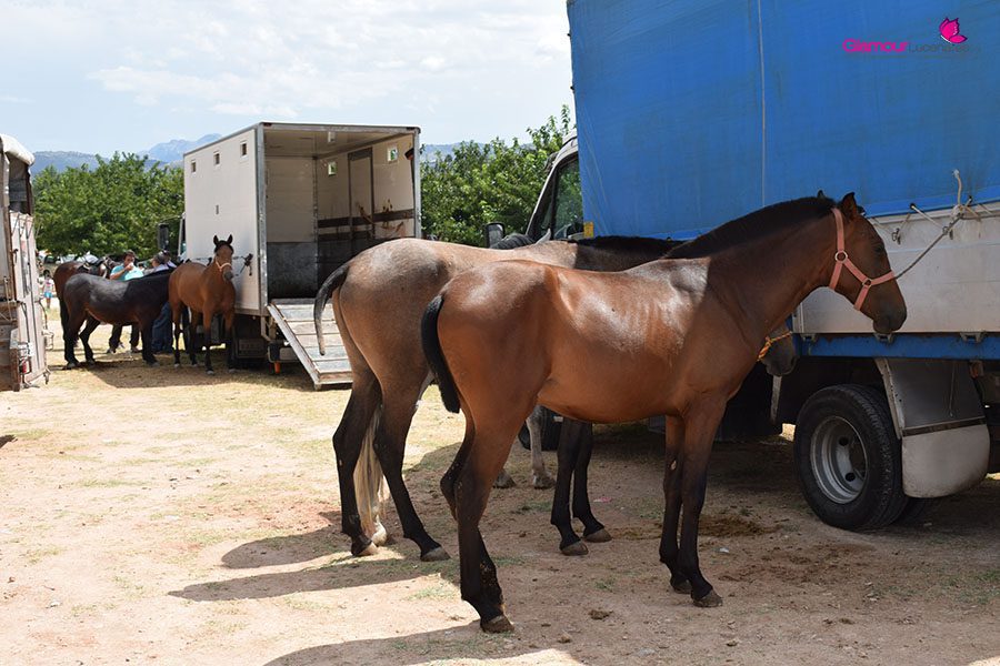 caballos 1