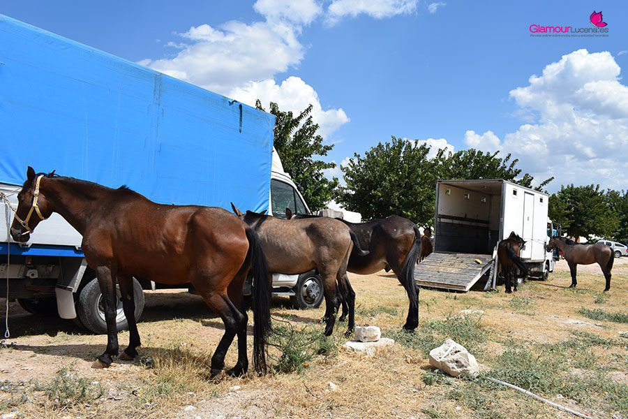 caballos 2