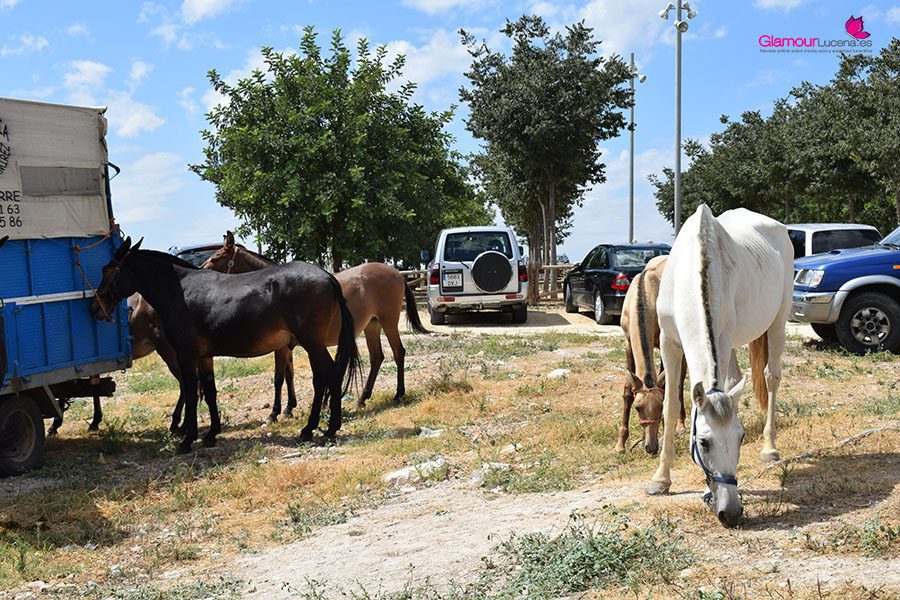 caballos 3