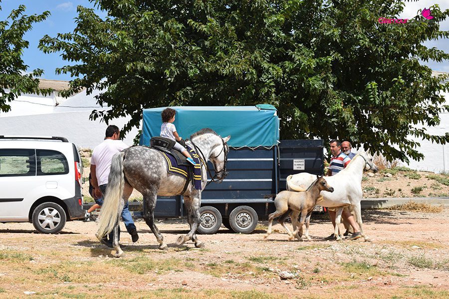 caballos 4