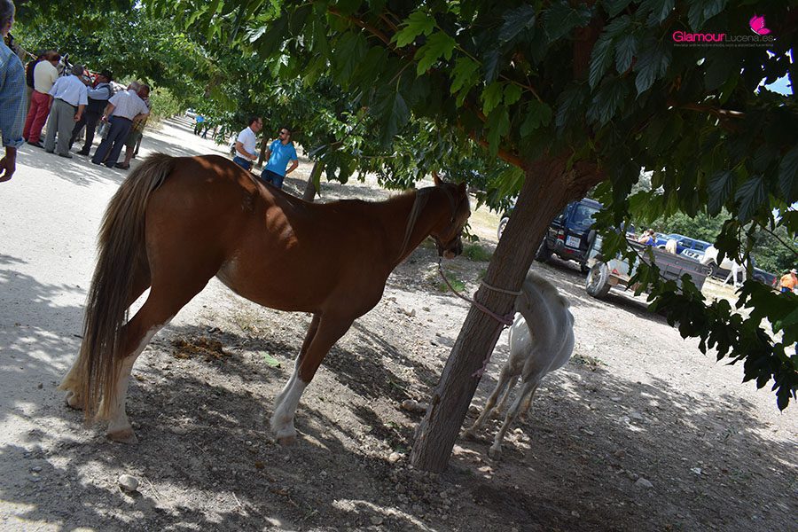 caballos 5