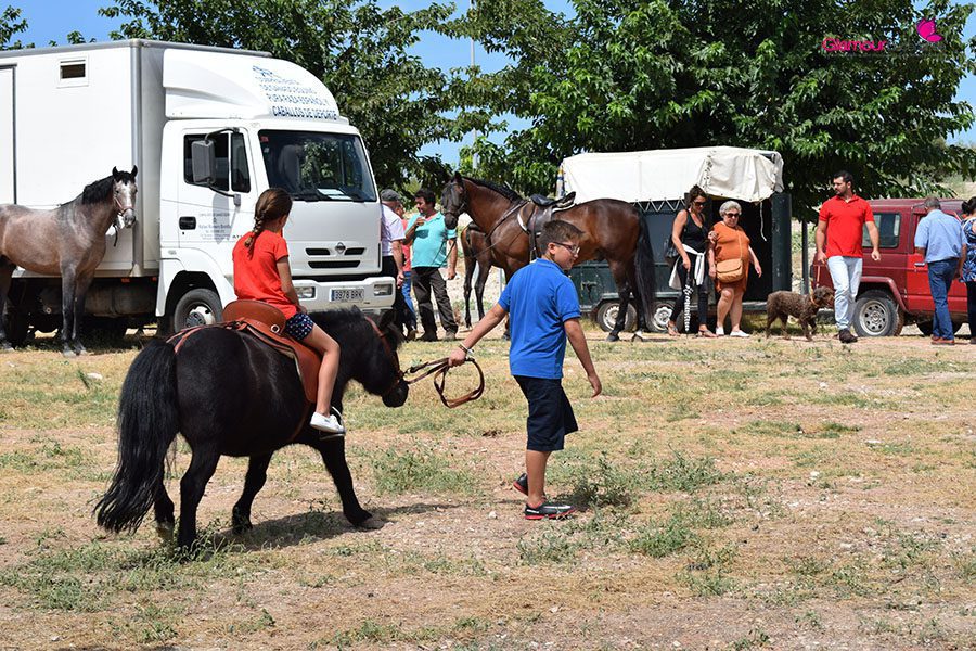 caballos 7