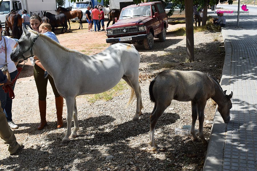 caballos 9