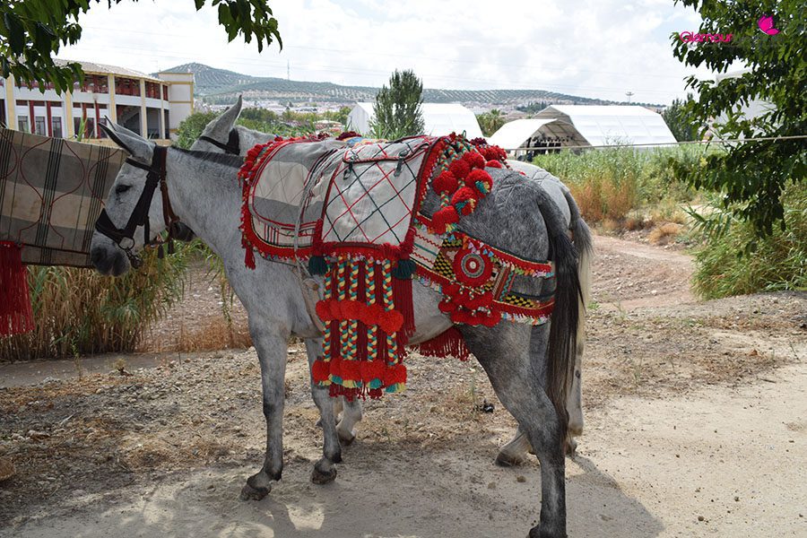 caballos portada