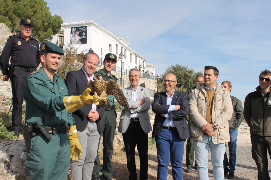 La Junta libera un halcón peregrino en la Sierra de Aras de Lucena para su reintroducción al medio natural