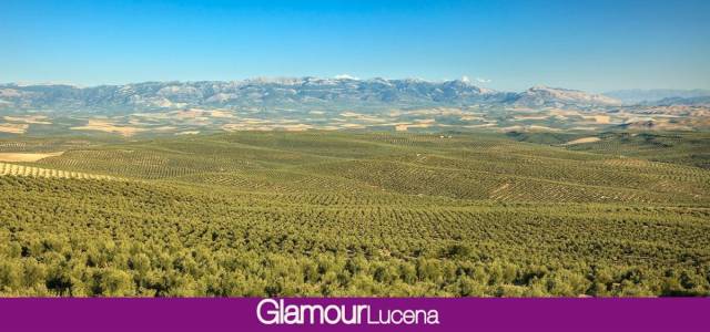 Lucena se adhiere a la candidatura de los paisajes del olivar de Andalucía como Patrimonio Mundial