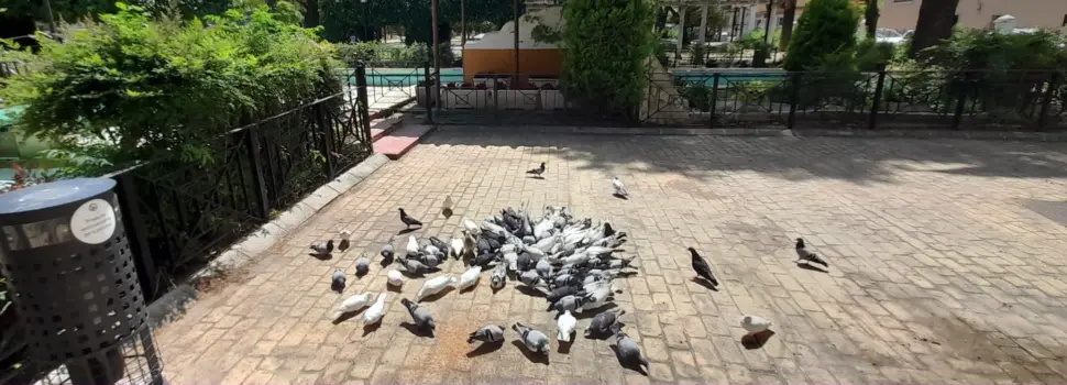 Medio Ambiente pone en marcha un nuevo programa de control de palomas en  Lucena